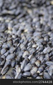 Large group of mussles shot with tight composition.