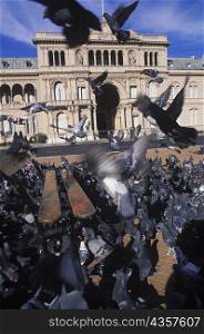 Large group of pigeons in front of a building