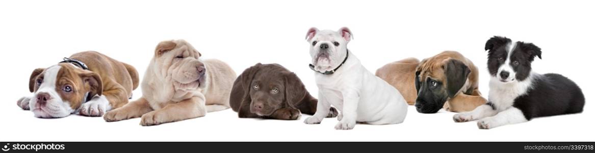 large group of puppies on a white background.from left to right,Bulldog,shar-pei,chocolate Labrador,English Bulldog,great dane,border,collie