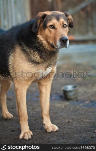 Large guard dog with expressive eyes staring in disbelief. Breed is not defined