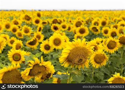 Large happy sunflower and sunflower oil crop on a sunny day in the Tarn-et-Garonne region of the South of France. ** Note: Shallow depth of field