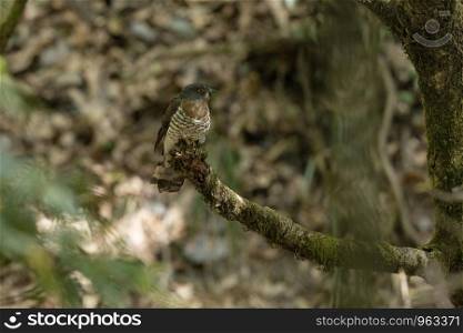 Large hawk cuckoo, Hierococcyx sparverioides, Kilbury Wildlife sanctuary, Nainital, Uttarakhand, India