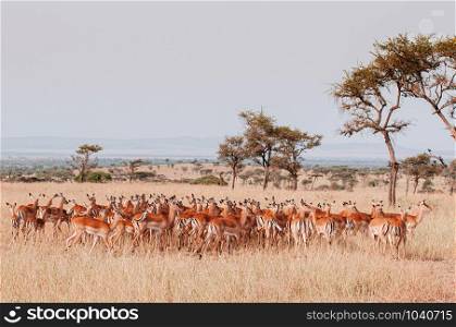 Large herd of African Impala in golden grass meadow of Serengeti Grumeti reserve Savanna forest - African Tanzania Safari wildlife trip during great migration