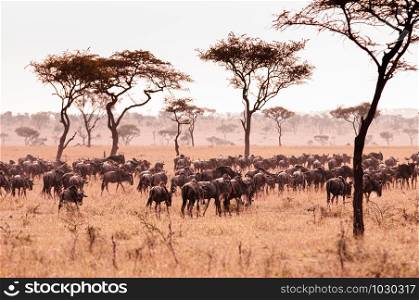 Large herd of African wildebeest in golden grass meadow of Serengeti Grumeti reserve Savanna forest in evening - African Tanzania Safari wildlife trip during great migration