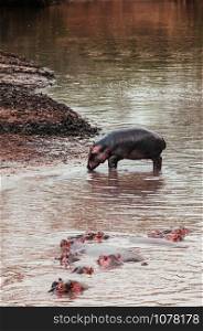 Large herd of Hippopotamus or common Hippopotamus amphibius soaking in river in Serengeti savanna forest - Tanzania