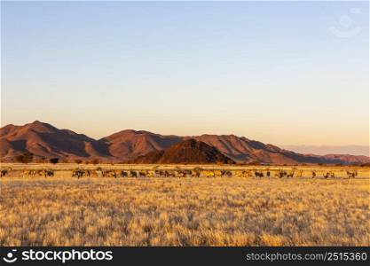 Large herd of oryx in late aftrnoon sun Namibia