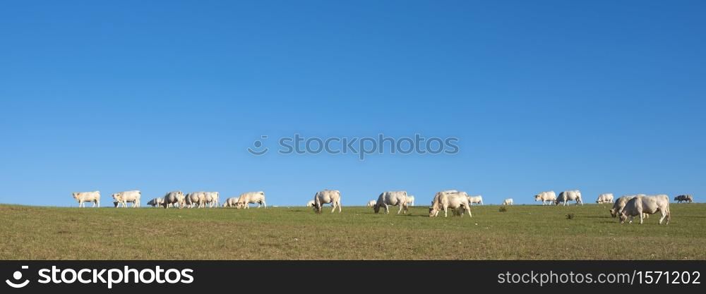 large herd of white cows grazing in sunny green meadow under blue sky in french normandy