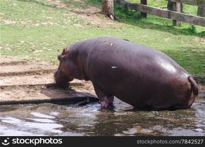 Large Hippo exiting its water hole in Zoo