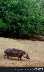 Large Hippopotamus or common Hippopotamus amphibius walking on grass meadow in Serengeti savanna forest - Tanzania