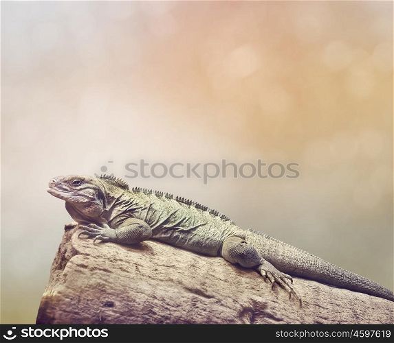 Large iguana resting on wood