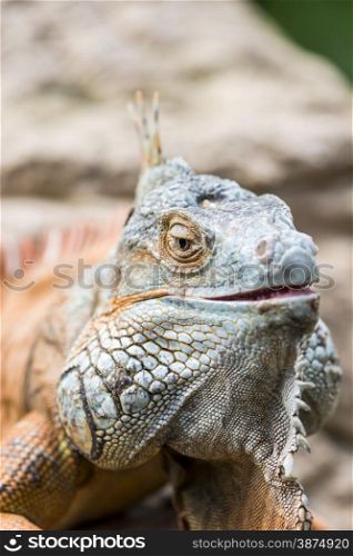 large iguana with spikes all over his body