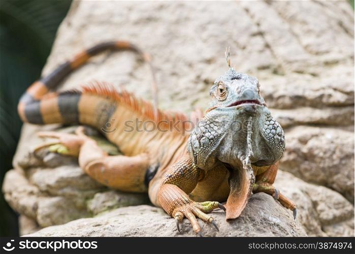large iguana with spikes all over his body