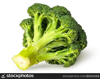 Large inflorescences of fresh broccoli bottom view isolated on white background