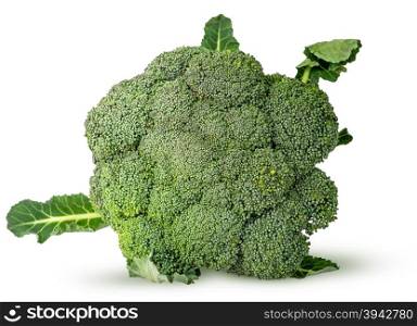 Large inflorescences of fresh broccoli with leaves top view isolated on white background