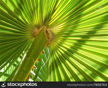 Large leaf of palm tree close-up