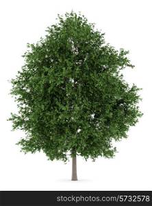 large-leaved lime tree isolated on white background