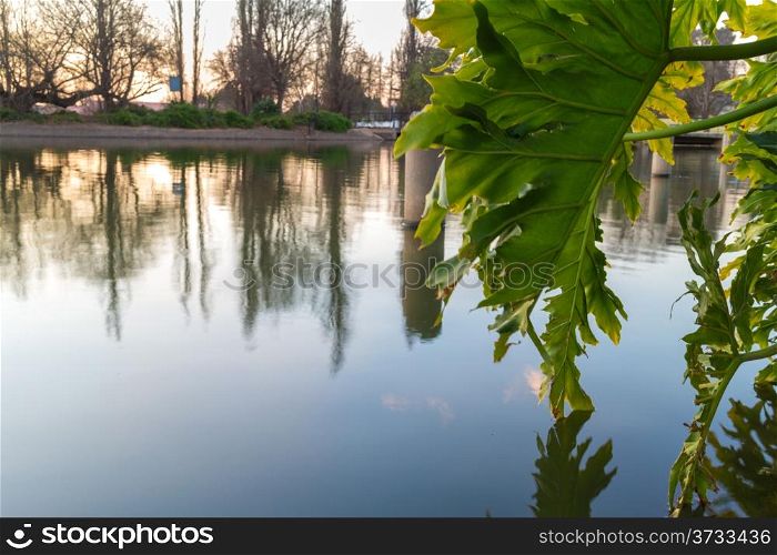 Large leaves hanging over zoo lake on a beautiful late afternoon in Johannesburg, South Africa