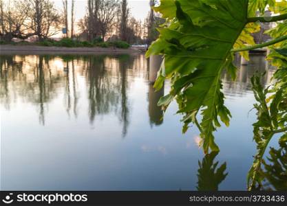 Large leaves hanging over zoo lake on a beautiful late afternoon in Johannesburg, South Africa