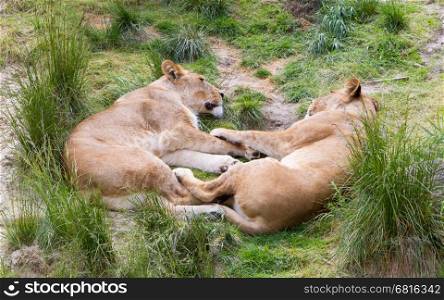 Large lions in a bright green environment