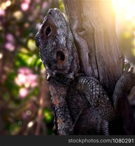Large Lizard Hardun on a Tree in a Garden. Macro Shooting, Blurred Background.