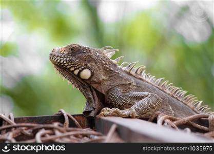 Large lizard located on Fazenda nova in Pernambuco - Brazil