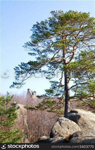 "Large lofty stone in autumn forest and big tree on rocks top ( "Skeli Dovbusha" , Ivano-Frankovsk Region, Ukraine)"
