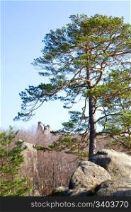 "Large lofty stone in autumn forest and big tree on rocks top ( "Skeli Dovbusha" , Ivano-Frankovsk Region, Ukraine)"