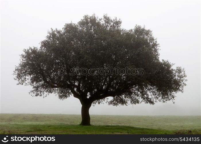 Large lone tree surrounded by fog