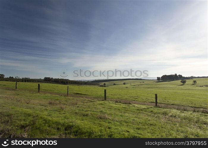 Large lush pasture field in rural Western Australia