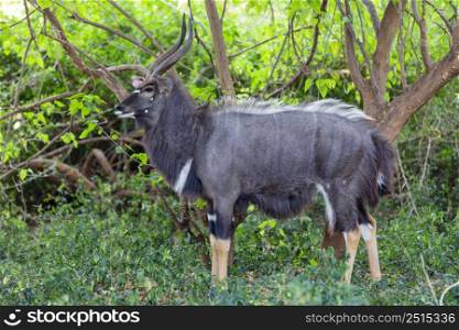 Large male njala bull in green bush Kruger NP South Africa