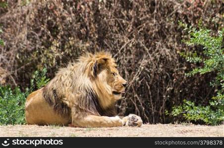 Large mane Lion, rests in the Savannah