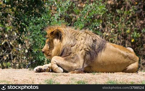 Large mane Lion, rests in the Savannah