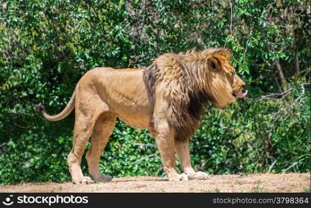 Large mane Lion, wander in search of a dam