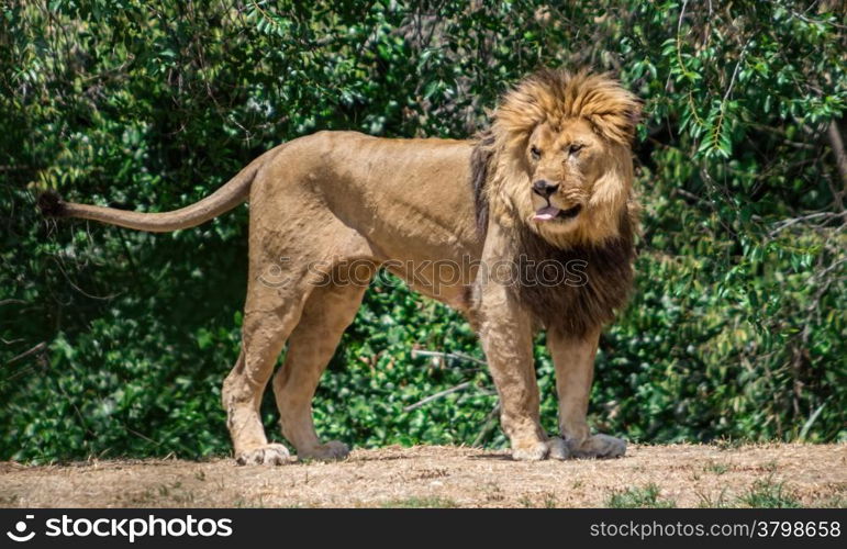 Large mane Lion, wander in search of a dam