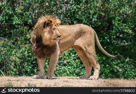 Large mane Lion, wander in search of a dam
