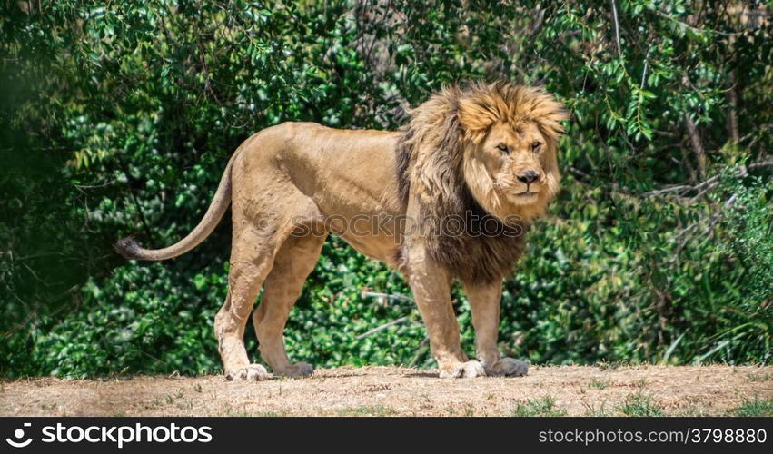 Large mane Lion, wander in search of a dam