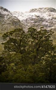 Large mountain walls with ancient trees