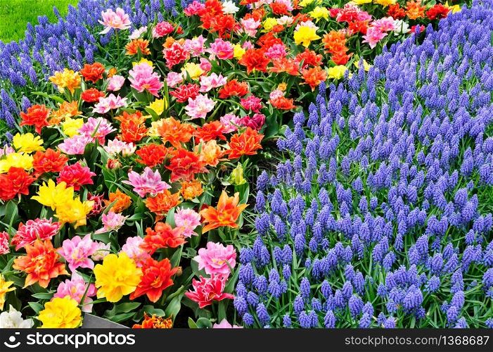 Large multicolored tulips flowerbed in Netherlands. Tulip fields in Netherlands