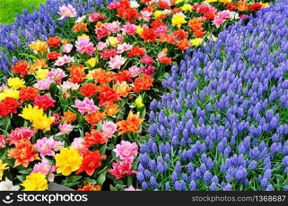 Large multicolored tulips flowerbed in Netherlands. Tulip fields in Netherlands