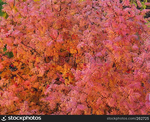 Large natural background of many bright red leaves and barries of autumn rowan