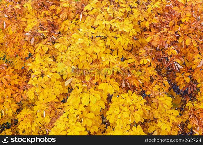 Large natural background of many bright yellow leaves of autumn chestnut