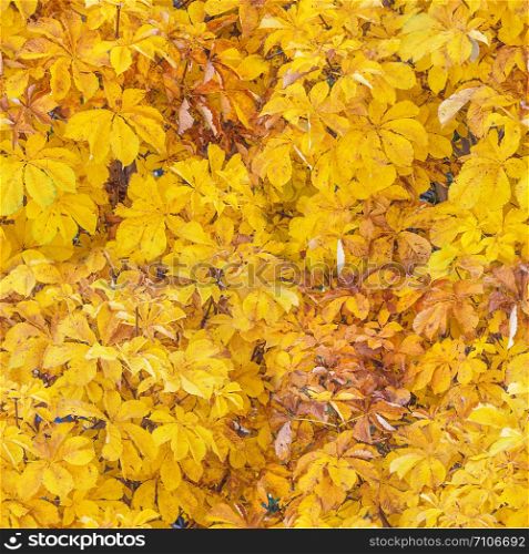 Large natural background of many bright yellow leaves of autumn chestnut as a seamless pattern