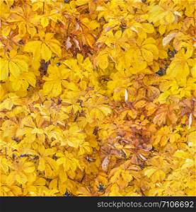 Large natural background of many bright yellow leaves of autumn chestnut as a seamless pattern