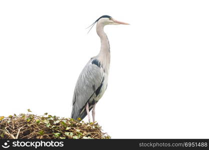 large nesting grey heron bird isolated on a white background