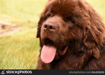 Large Newfoundland dog with a big pink tongue sticking out.