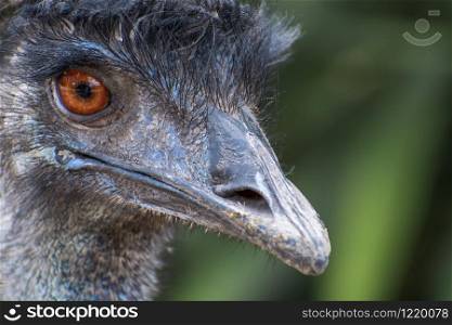 large, non-flying long-feathered bird called an ostrich in the nature reserve of Uruguay