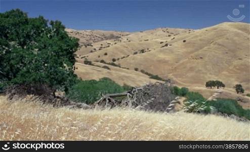Large oak tree, golden brown grass cover the hills in central California