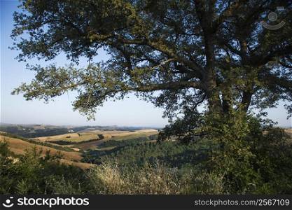 Large oak tree growing in Tuscany, Italy, with rolling hills in background.