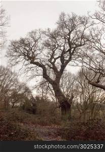 large oak tree in forest woodland spring autumn bare no leaves day; essex; england; uk