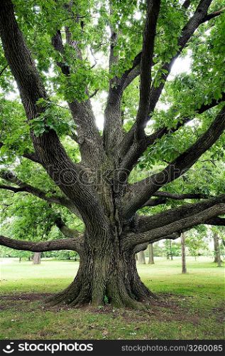 Large oak tree with outreaching branches.